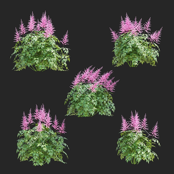 Japanese Pink Astilbe Collection 3D model image 3