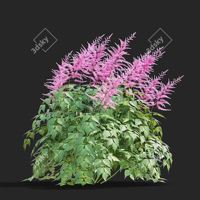 Japanese Pink Astilbe Collection 3D model image 4