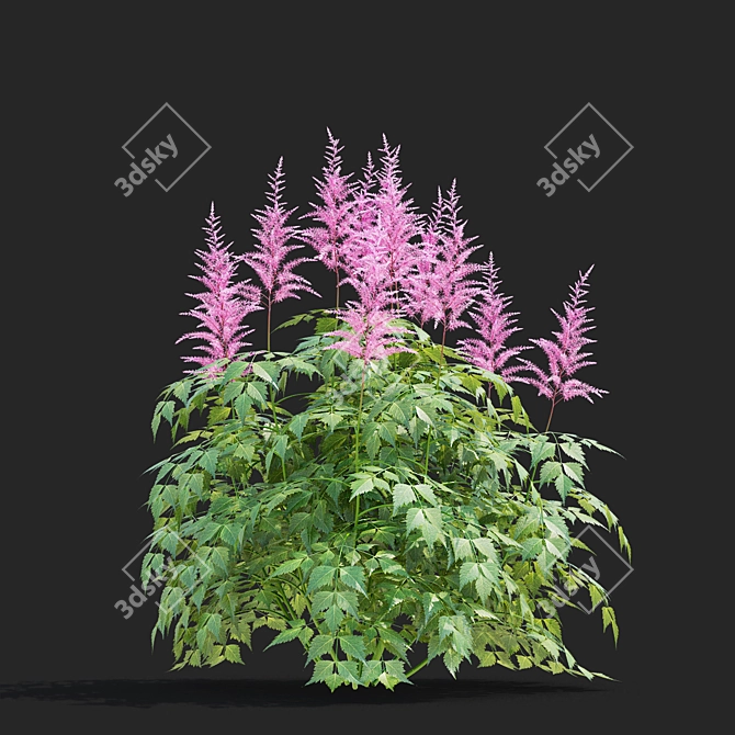 Japanese Pink Astilbe Collection 3D model image 6