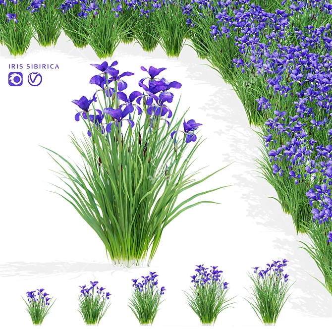 Siberian Iris 3D Models Collection 3D model image 1