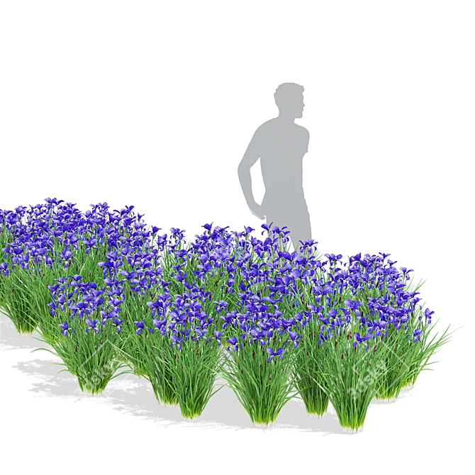 Siberian Iris 3D Models Collection 3D model image 2