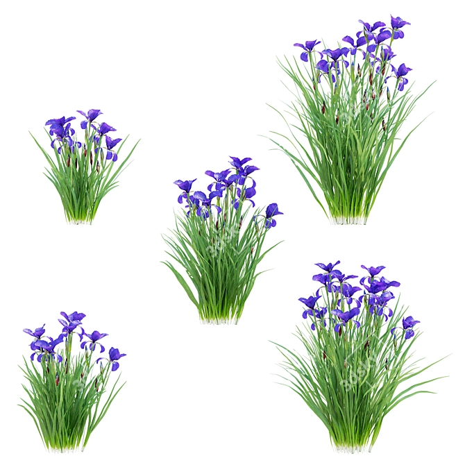 Siberian Iris 3D Models Collection 3D model image 3