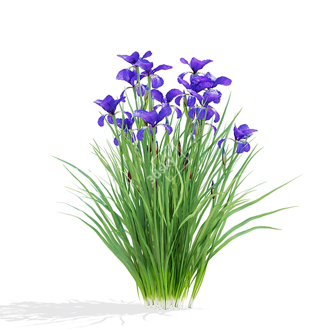 Siberian Iris 3D Models Collection 3D model image 4