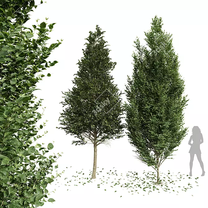 Luxury Tree 3D Model Set 3D model image 1