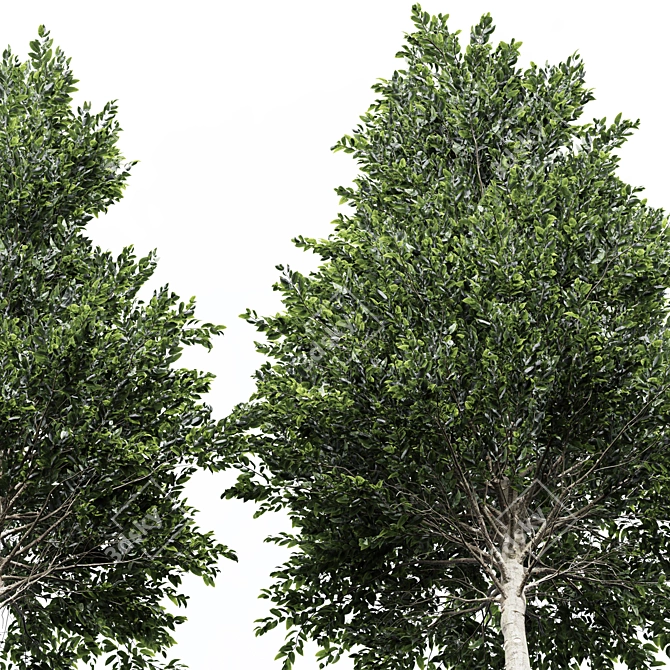 Luxury Tree 3D Model Set 3D model image 3