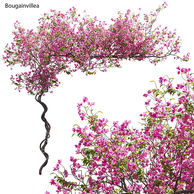 Versatile 3D Bougainvillea Plant Models 3D model image 1