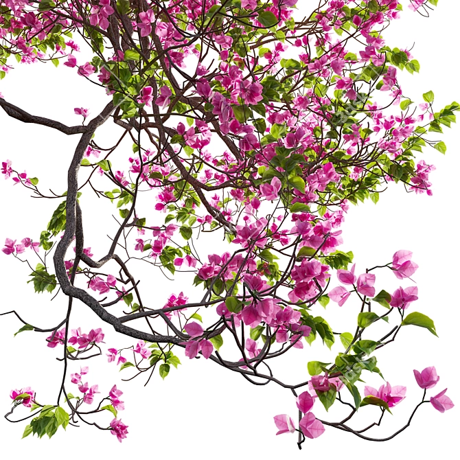 Versatile 3D Bougainvillea Plant Models 3D model image 4