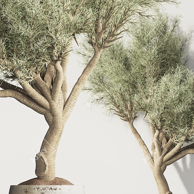 Olive Tree Indoor Plant Set 3D model image 5