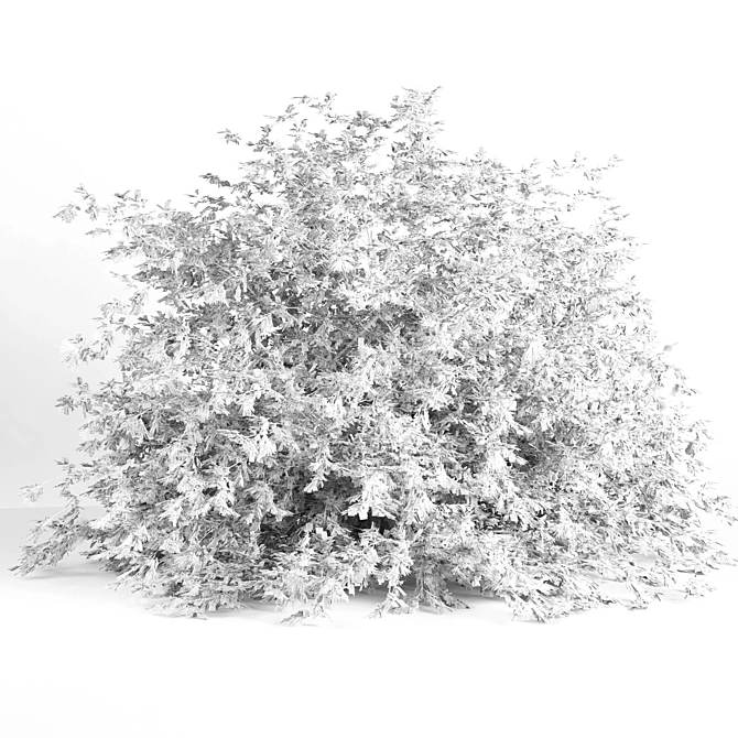Mexican Baja Fairy Duster - 3D Render 3D model image 4