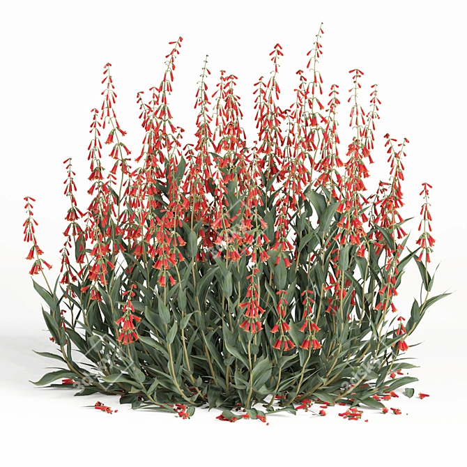 Firecracker Penstemon Plant 3D Model 3D model image 1