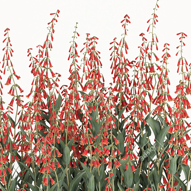 Firecracker Penstemon Plant 3D Model 3D model image 2