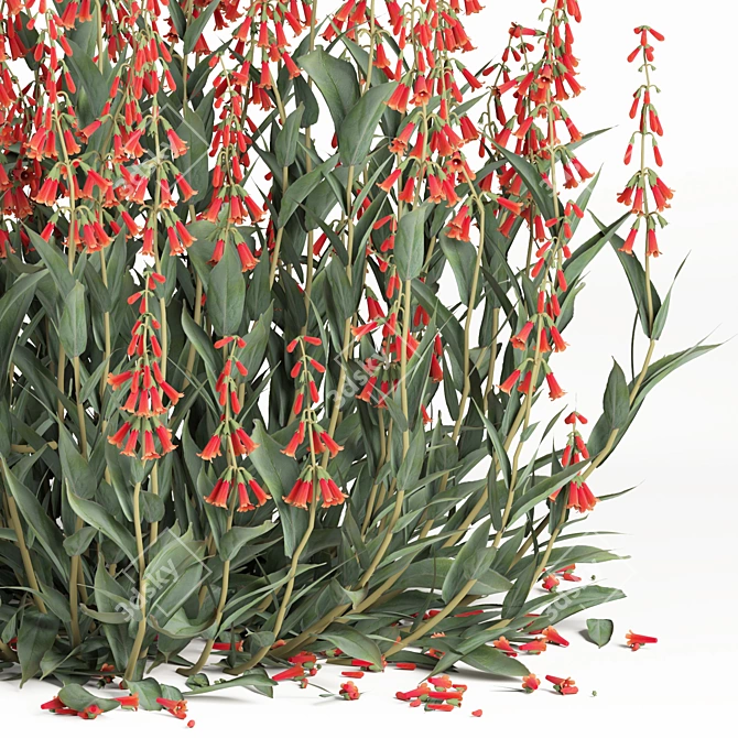 Firecracker Penstemon Plant 3D Model 3D model image 3