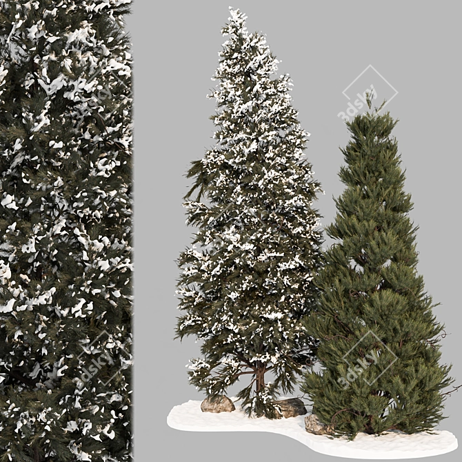 Premium Pine Tree 3D Model 3D model image 2