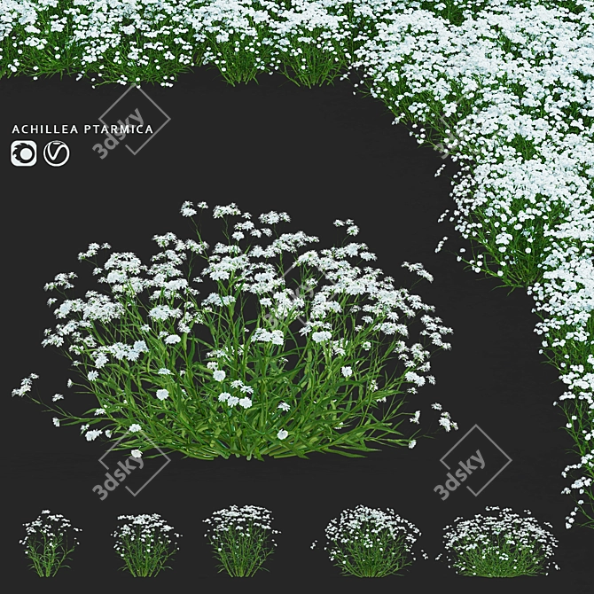 Achillea Ptarmica Flower Collection 3D model image 1