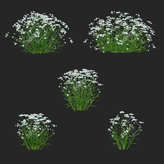 Achillea Ptarmica Flower Collection 3D model image 2