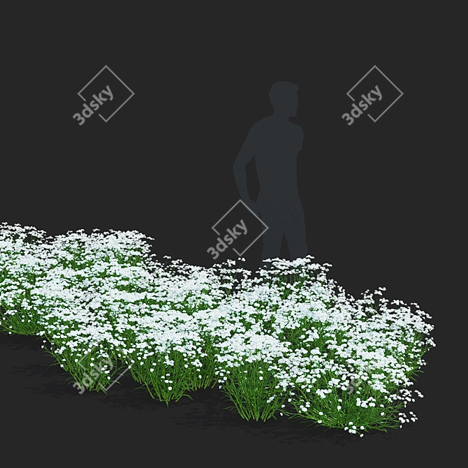 Achillea Ptarmica Flower Collection 3D model image 3