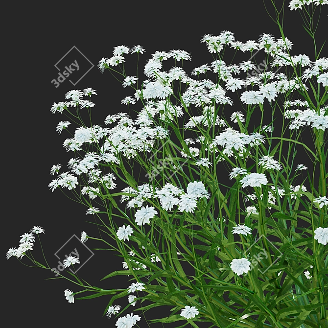 Achillea Ptarmica Flower Collection 3D model image 4