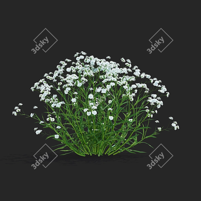 Achillea Ptarmica Flower Collection 3D model image 6