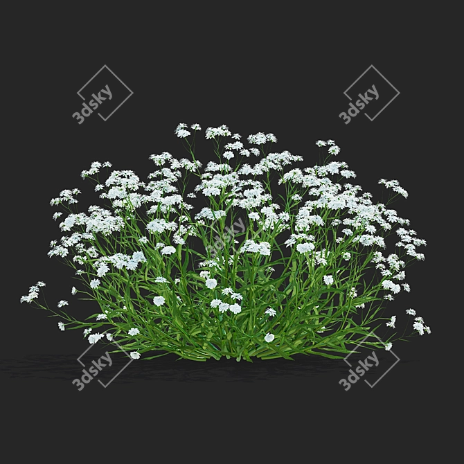 Achillea Ptarmica Flower Collection 3D model image 7