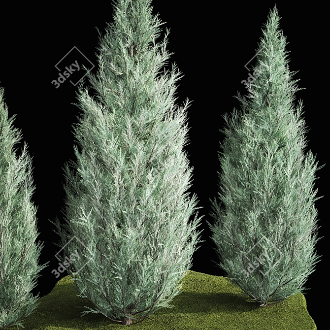 Cypress & Blue Thuja Garden Collection 3D model image 3