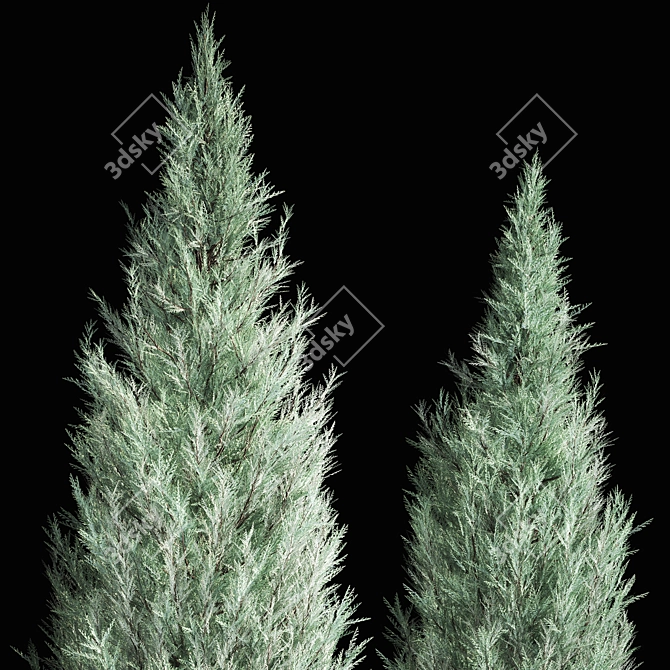 Cypress & Blue Thuja Garden Collection 3D model image 4