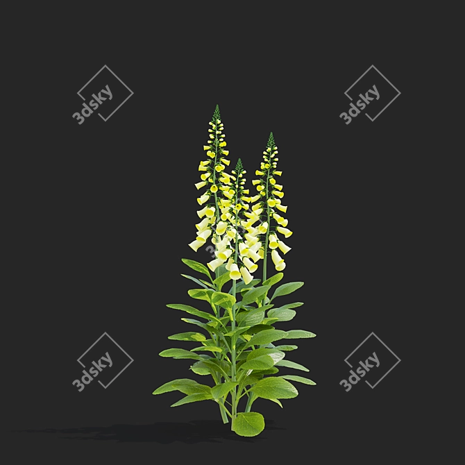 Lemoncello Digitalis Flower Collection 3D model image 3