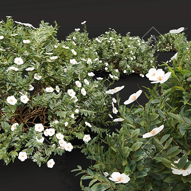 Cistus Albidus 3D Plant Models 3D model image 4