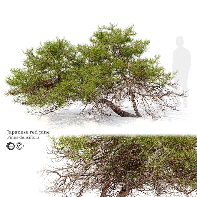 Japanese Red Pine 3D Model 3D model image 1