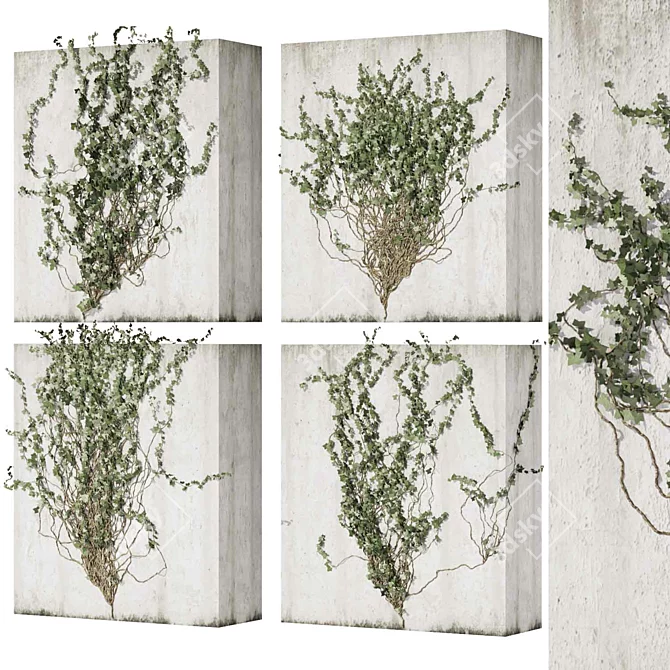 Outdoor Ivy Fitowall Plant Model 3D model image 1