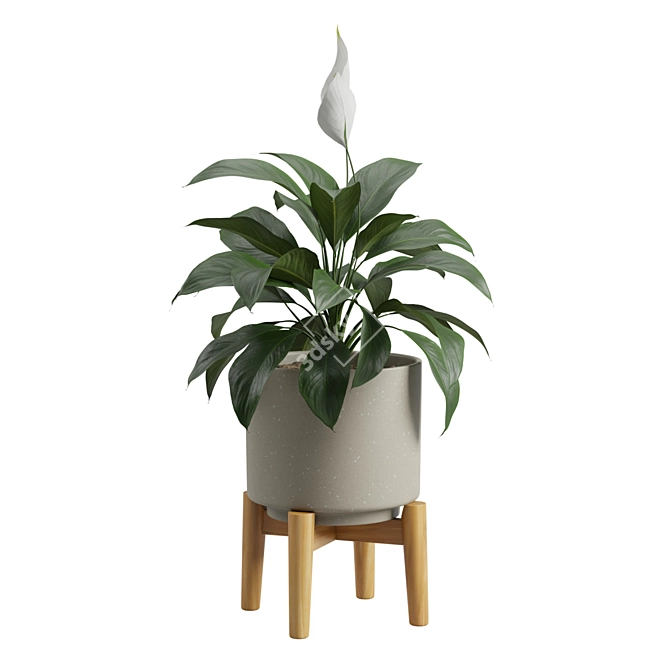 Tropical Peace Lily Potted Green 3D model image 7