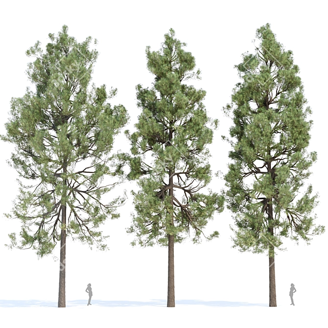  PBR Pine Trees Collection Vol.178 3D model image 1