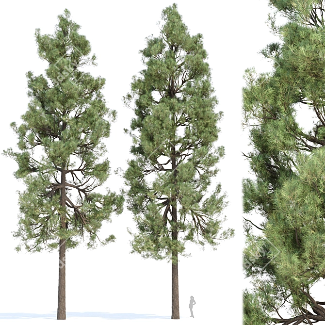  PBR Pine Trees Collection Vol.178 3D model image 4