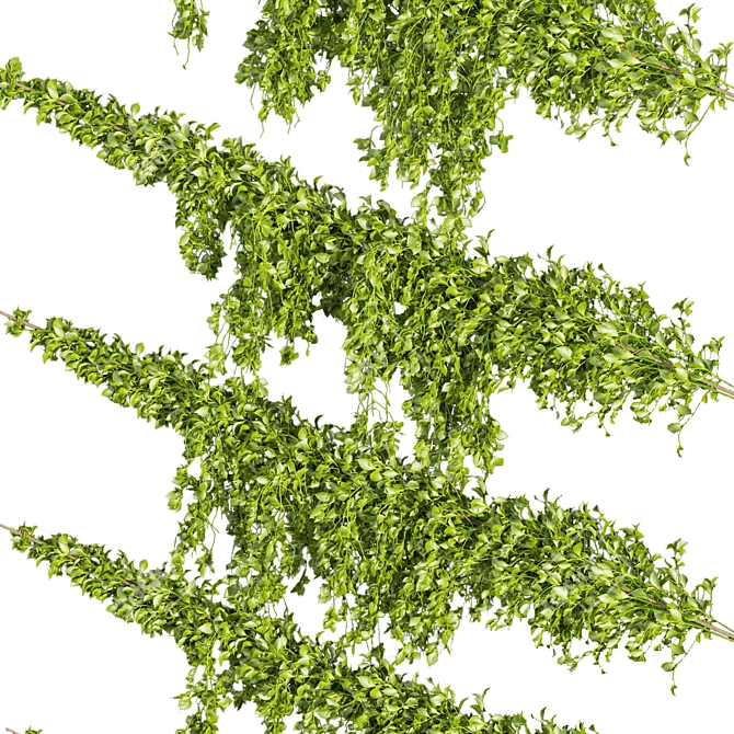 Premium Outdoor Ivy Bush Model 3D model image 3