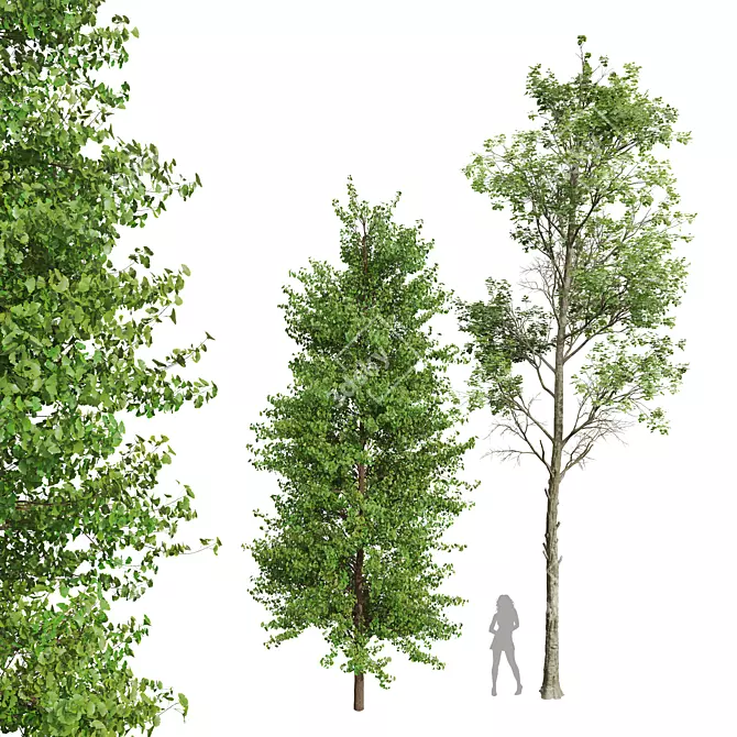 Maidenhair Ginkgo Tree 3D Models 3D model image 1