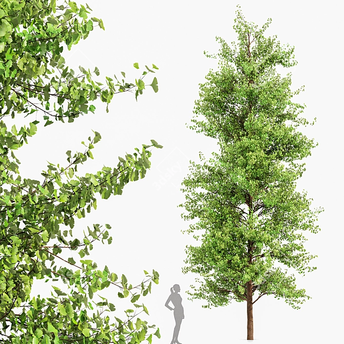 Maidenhair Ginkgo Tree 3D Models 3D model image 2