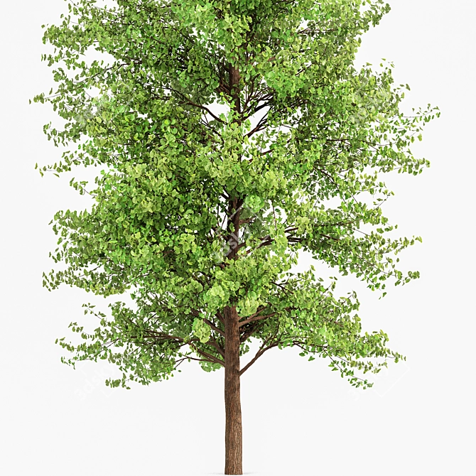 Maidenhair Ginkgo Tree 3D Models 3D model image 3
