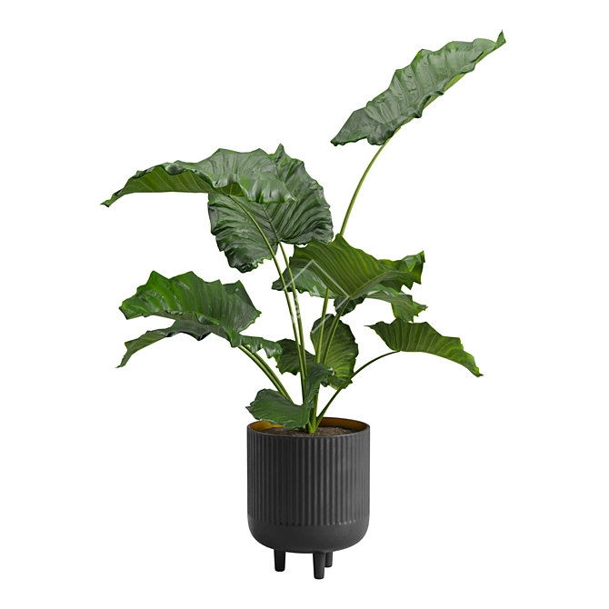 Giant Taro Indoor Houseplant Beauty 3D model image 6