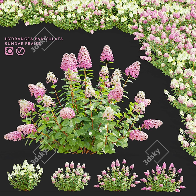 Pink Hydrangea Set for 3D 3D model image 1