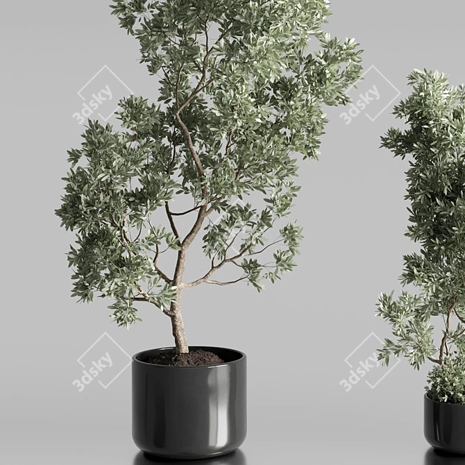 Elegant Olive Tree Set Oilve 3D model image 2