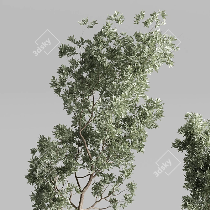 Elegant Olive Tree Set Oilve 3D model image 3