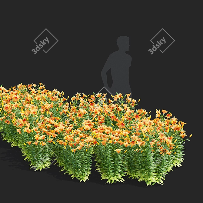 Lilium 5-Color Flower Collection 3D model image 3