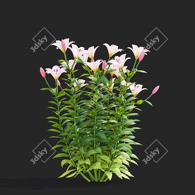 Lilium 5-Color Flower Collection 3D model image 5