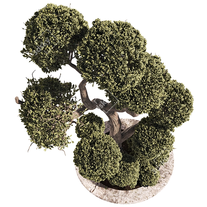 Ornamental Garden Tree & Bush 3D model image 3