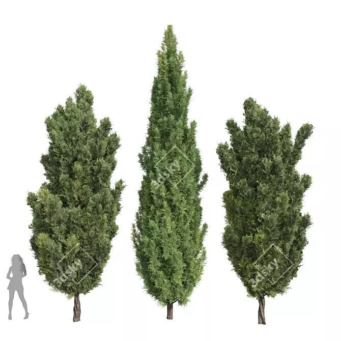 Italian Cypress 3D Tree Models 3D model image 1