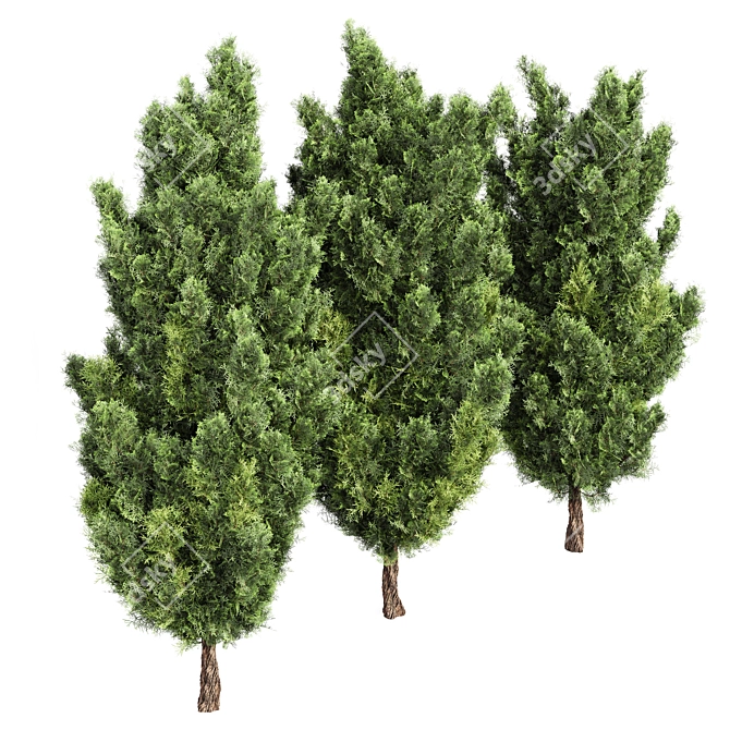 Italian Cypress 3D Tree Models 3D model image 3