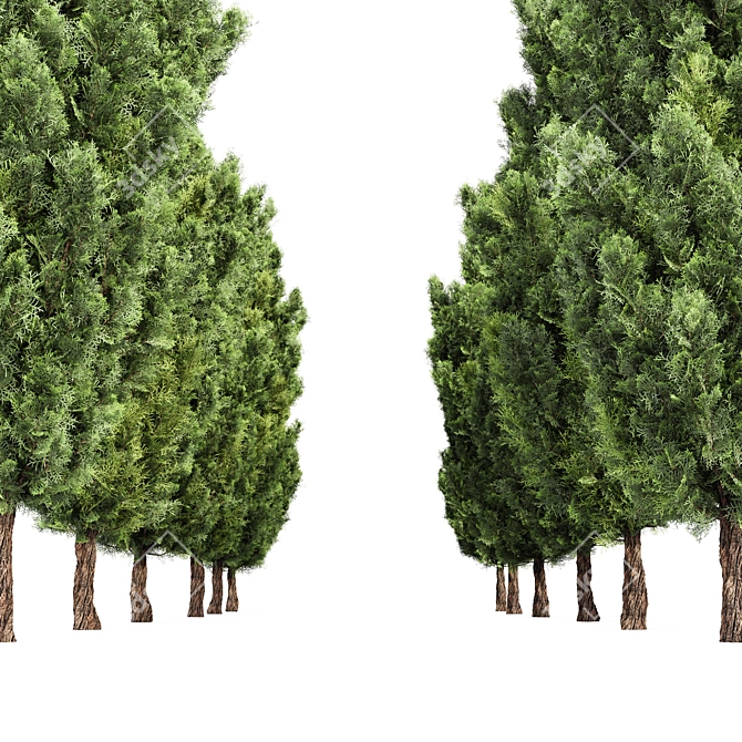 Italian Cypress 3D Tree Models 3D model image 4