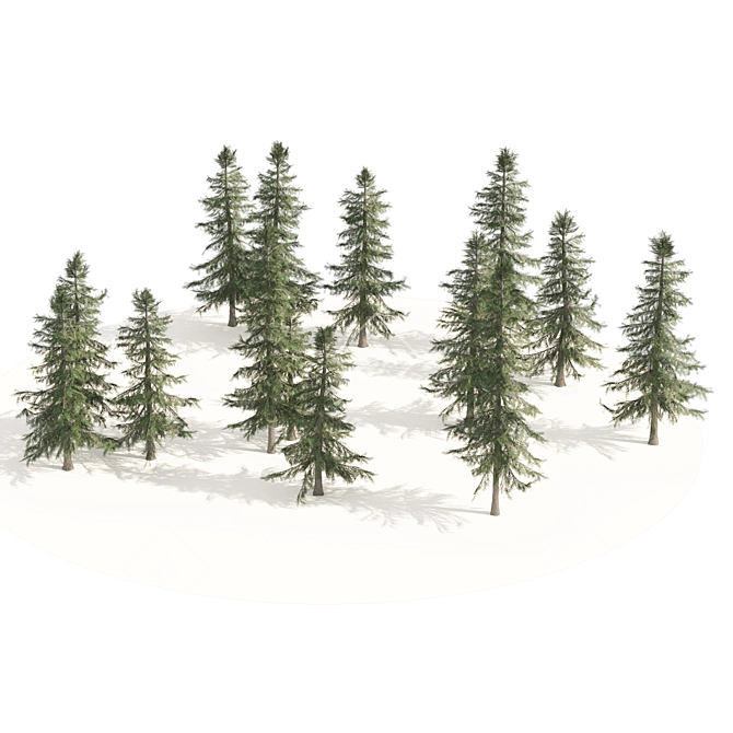 Optimized 3D Alaskan Cedar Forest 3D model image 3