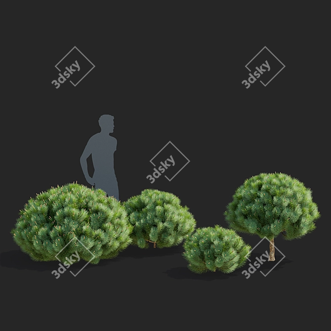 Mountain Pine Tree Bundle Set 3D model image 3