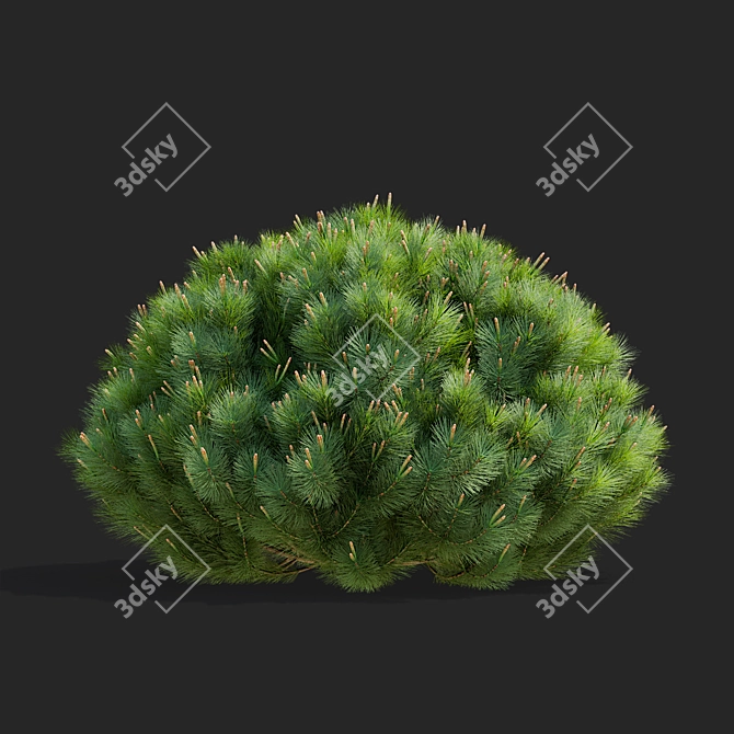 Mountain Pine Tree Bundle Set 3D model image 4