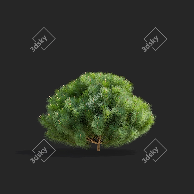 Mountain Pine Tree Bundle Set 3D model image 5